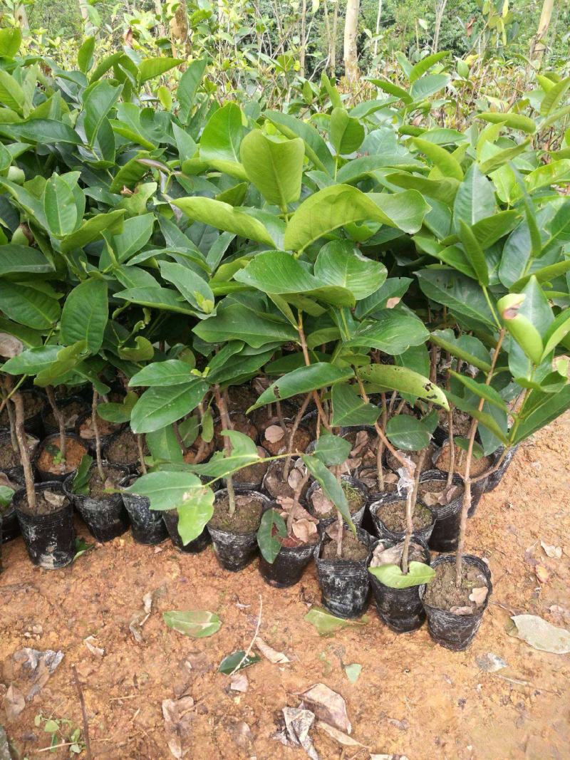 莲雾苗果树苗台湾嫁接大叶红南方北方可种植盆栽地栽庭院