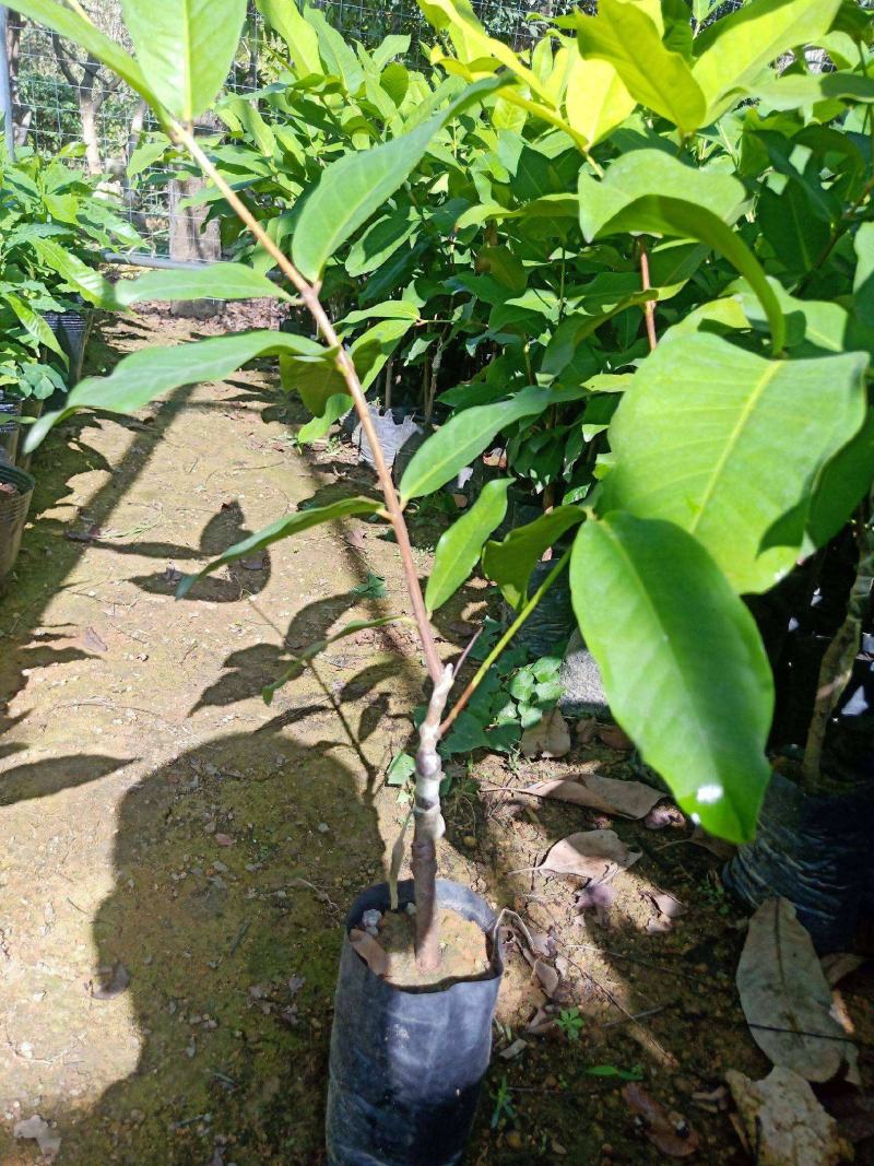莲雾苗果树苗台湾嫁接大叶红南方北方可种植盆栽地栽庭院