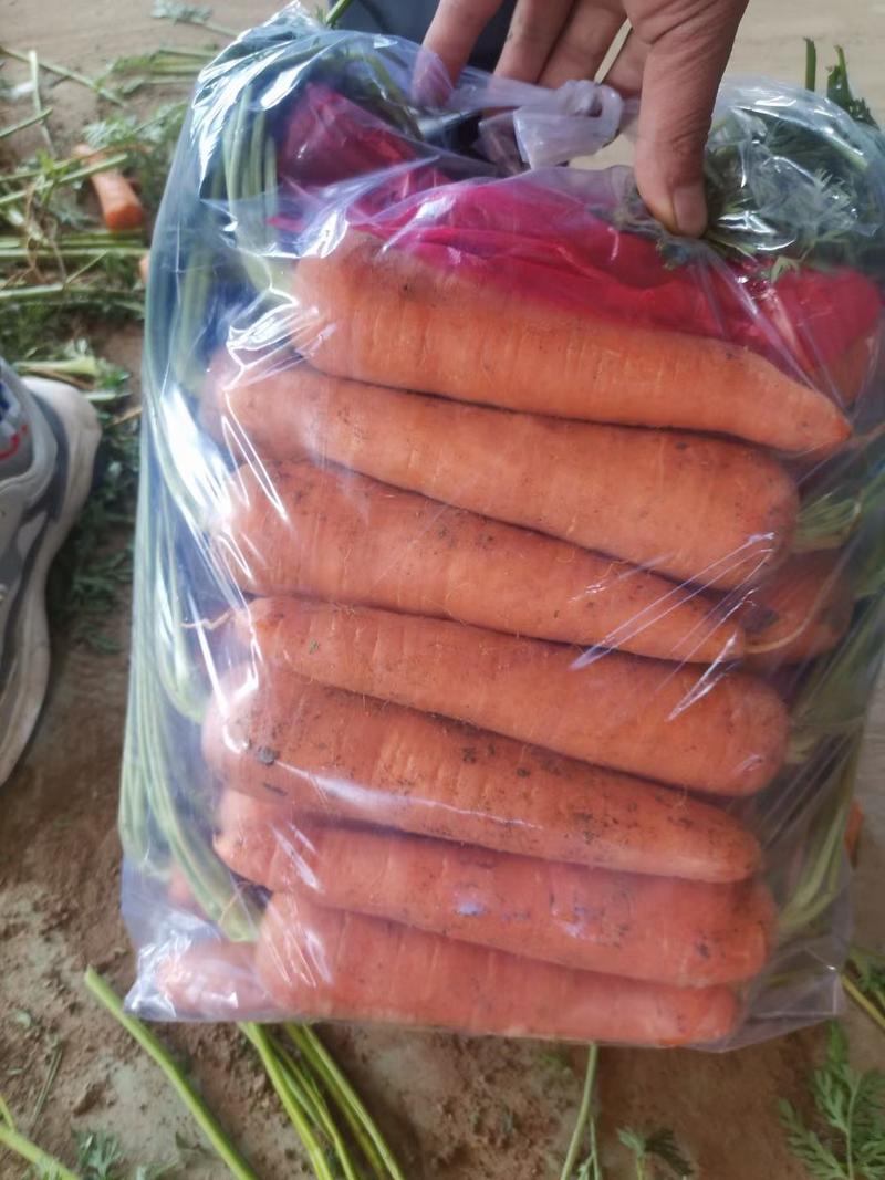 精品三红胡萝卜，水洗土货加工厂大量供应电商市场超市档口
