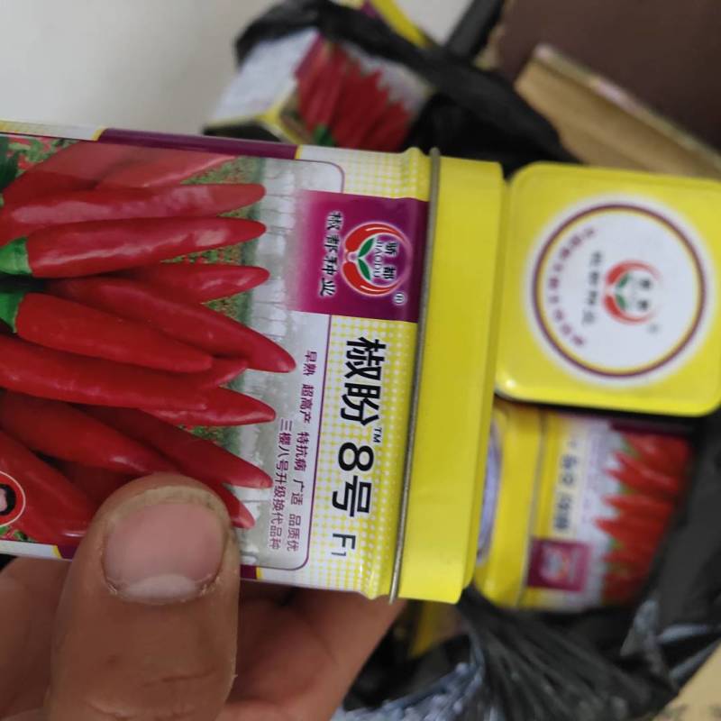 椒盼8号三樱八号朝天椒品种子早熟高产抗病亩1500斤