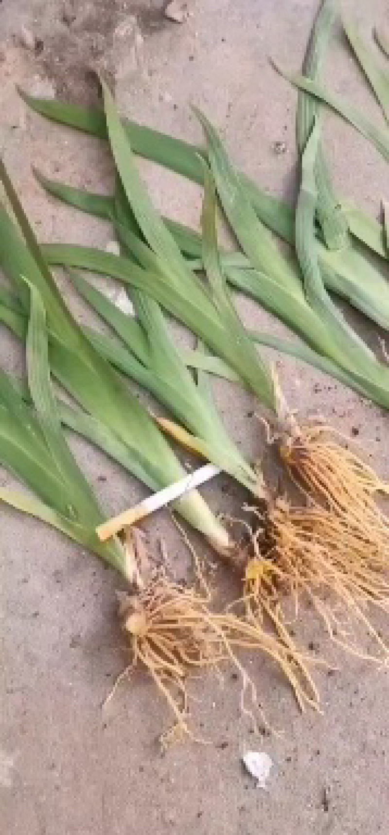 优质射干苗，观赏药用，基地一手货源，诚信经营，