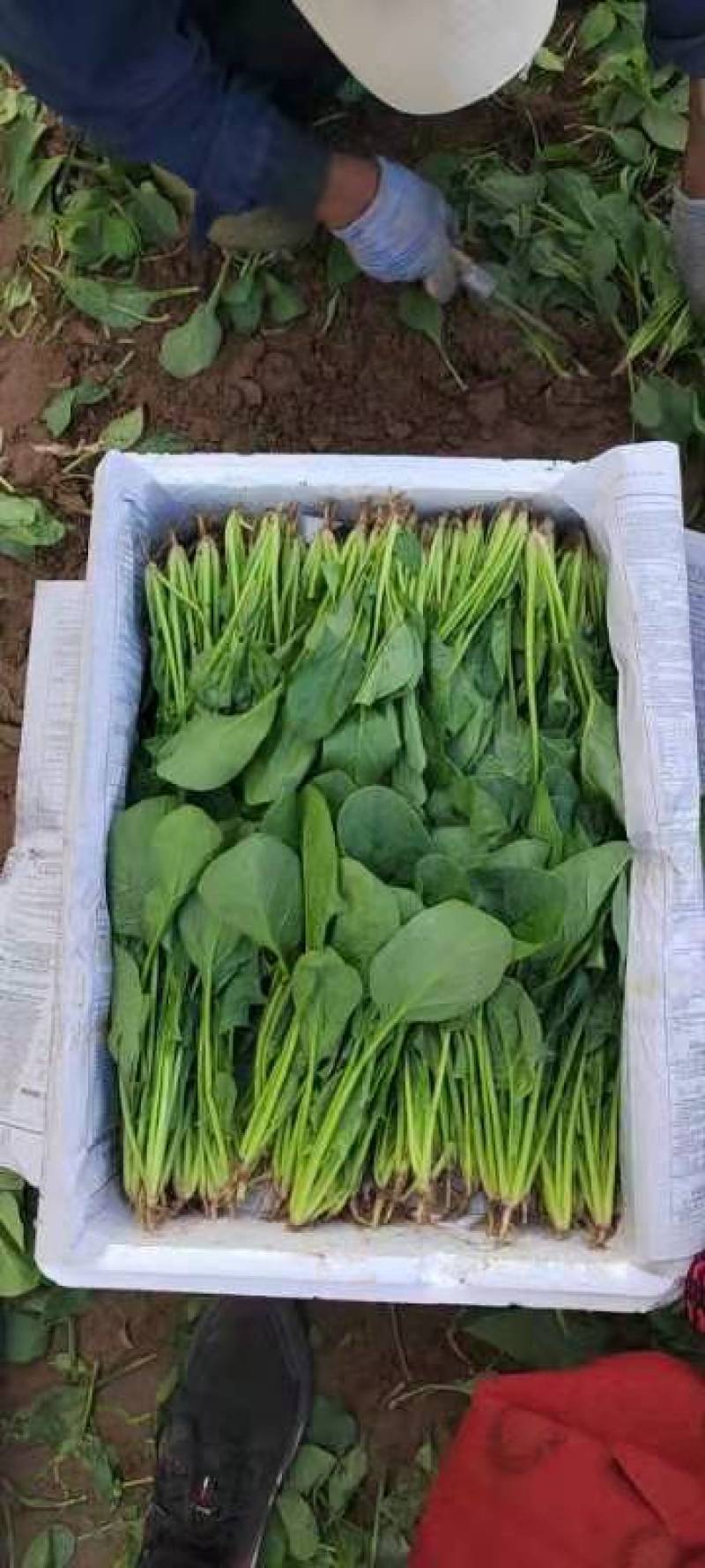 菠菜精品大叶菠菜内蒙产地直发大量上市中现摘现发