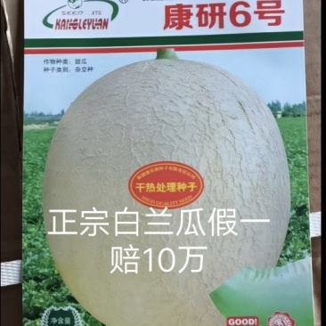 康研6号白兰瓜种子网纹好囗感好果型大易管理商品性强18度