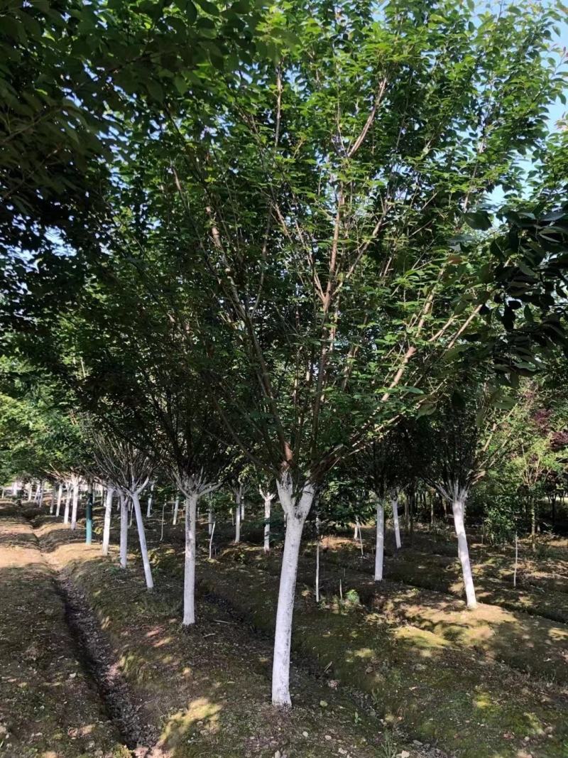 【热卖推荐】成都精选樱花树基地直发质量有保证全国发货