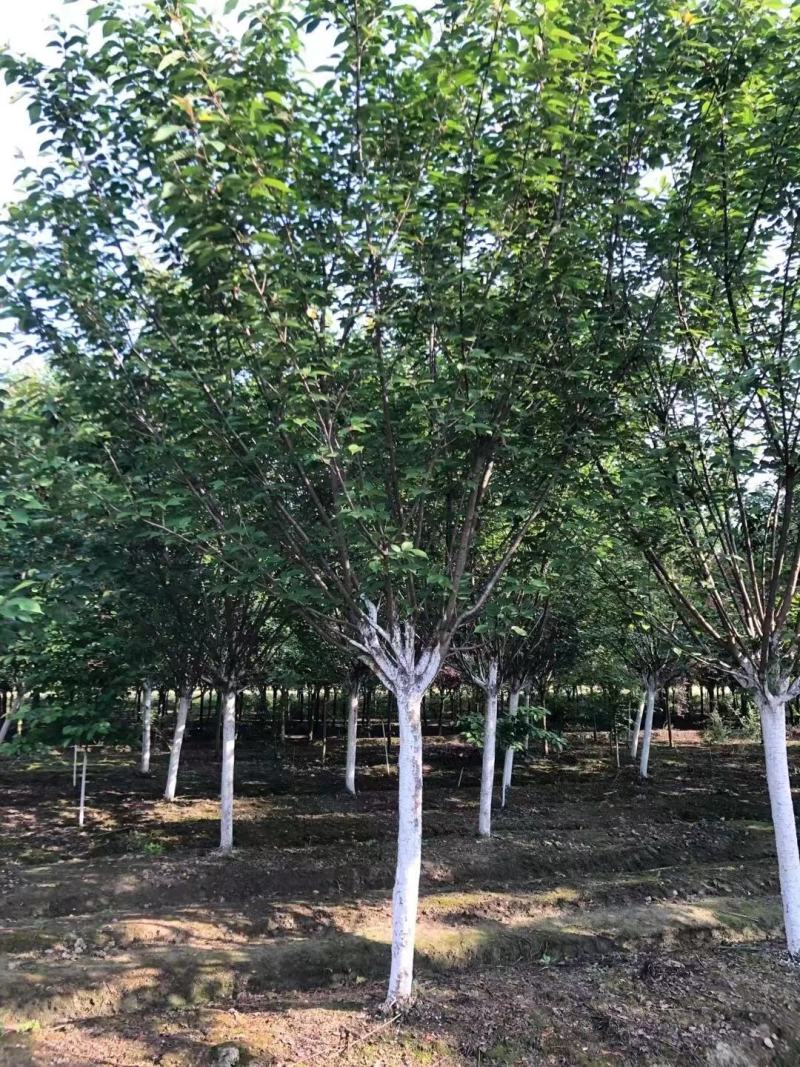 【热卖推荐】成都精选樱花树基地直发质量有保证全国发货