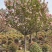【热卖推荐】成都精选樱花树基地直发质量有保证全国发货