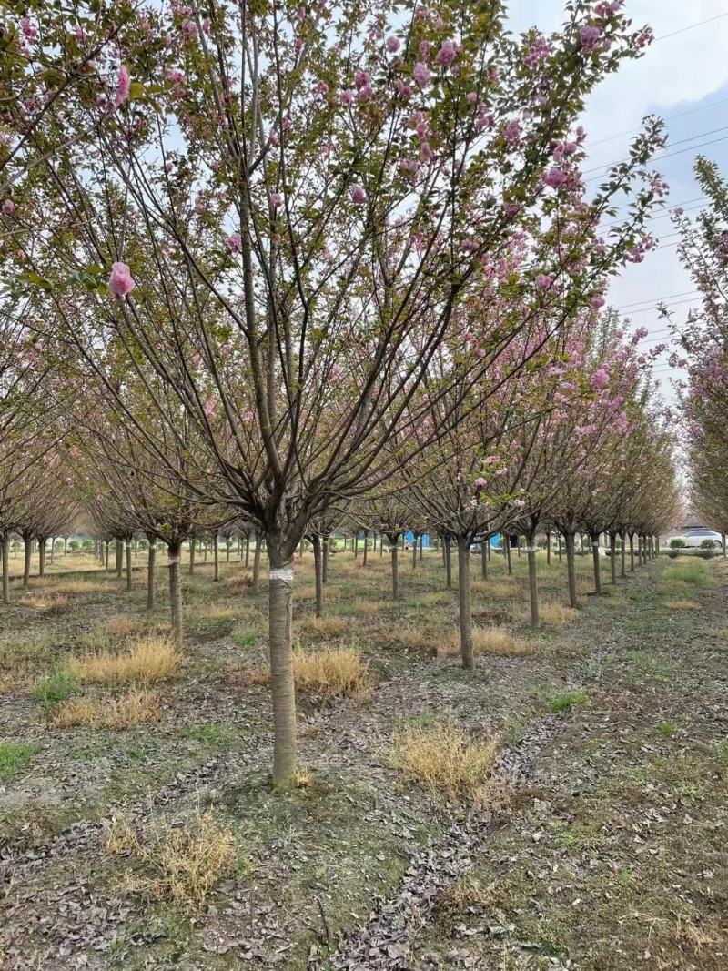 【热卖推荐】成都精选樱花树基地直发质量有保证全国发货