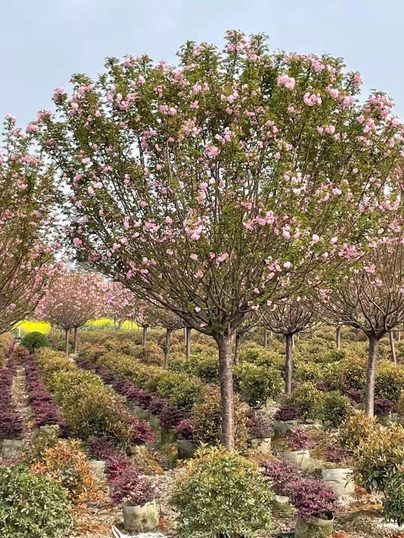 【热卖推荐】成都精选樱花树基地直发质量有保证全国发货