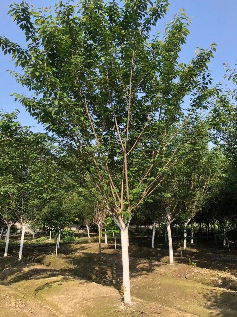【热卖推荐】成都精选樱花树基地直发质量有保证全国发货