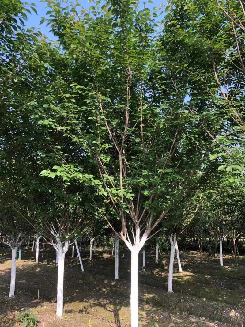 【热卖推荐】成都精选樱花树基地直发质量有保证全国发货