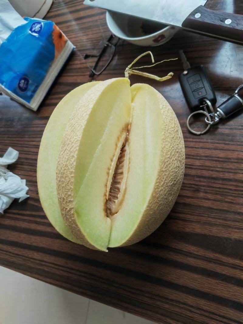 康研6号白兰瓜种子网纹好囗感好果型大易管理商品性强18度