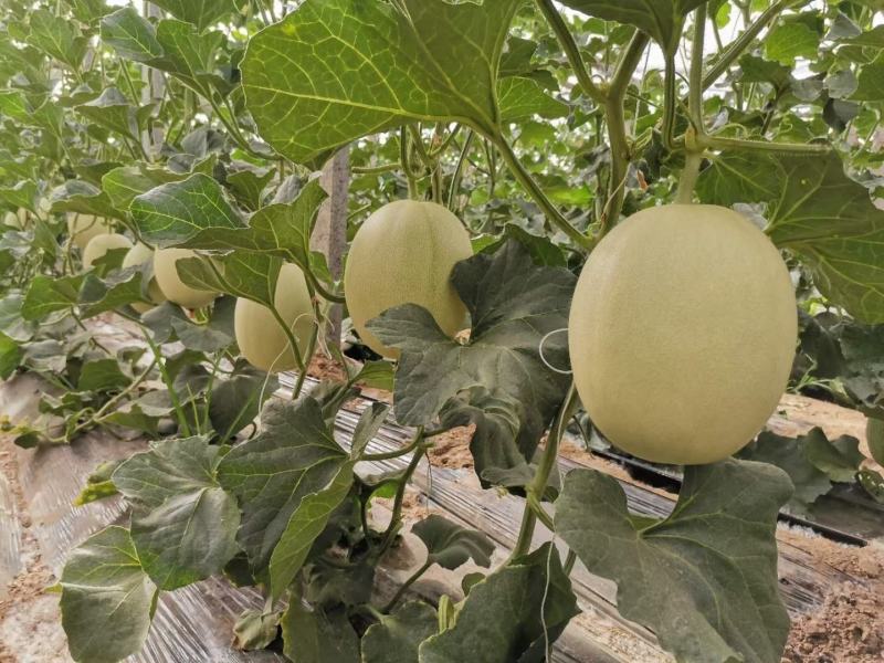 康研6号白兰瓜种子网纹好囗感好果型大易管理商品性强18度