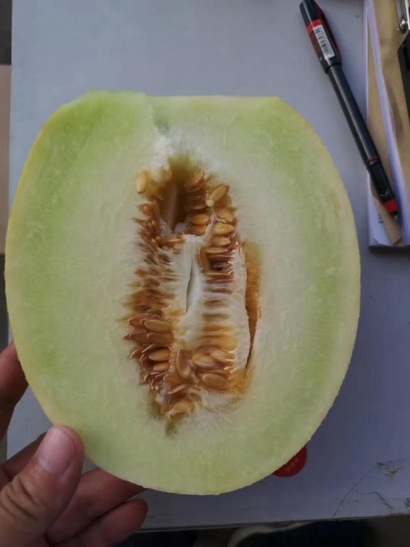 康研6号白兰瓜种子网纹好囗感好果型大易管理商品性强18度