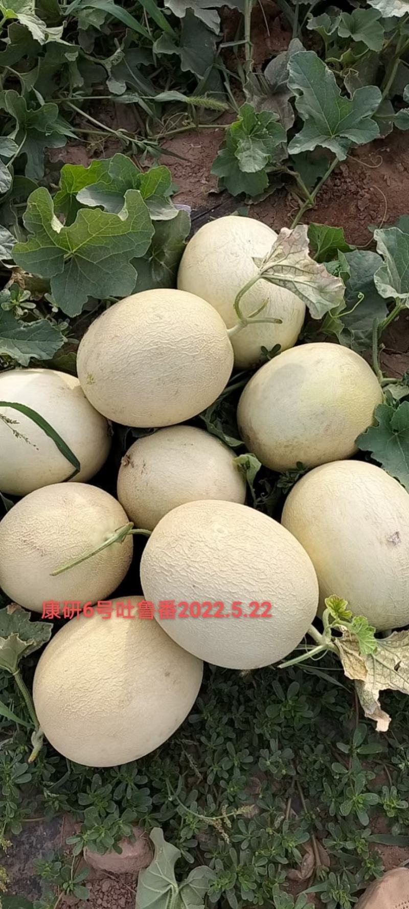 康研6号白兰瓜种子网纹好囗感好果型大易管理商品性强18度