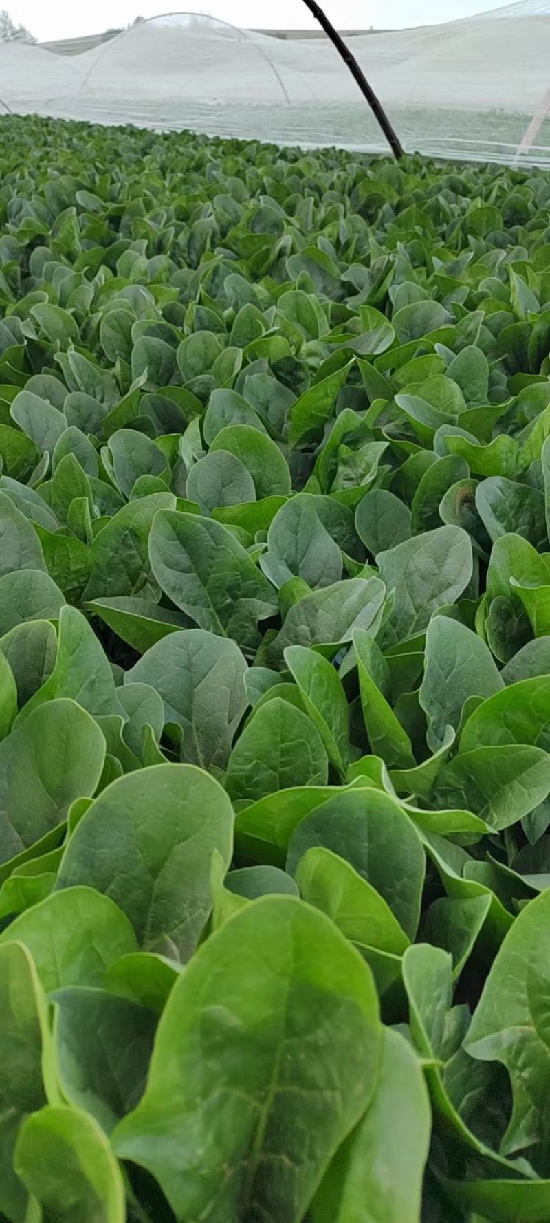 大叶菠菜，内蒙产地直发，大量上市中，量大从优新鲜发货