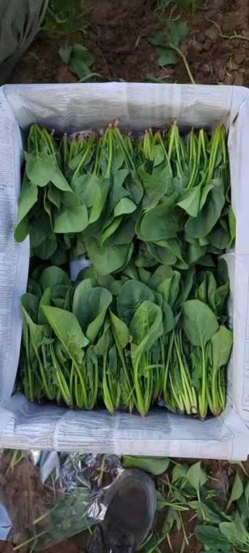 大叶菠菜，内蒙产地直发，大量上市中，量大从优新鲜发货