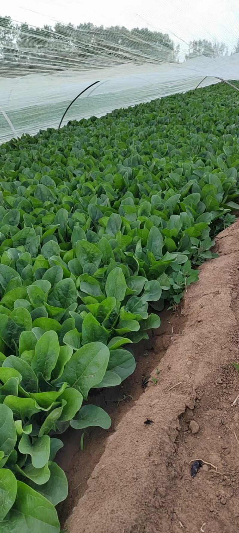 大叶菠菜，内蒙产地直发，大量上市中，量大从优新鲜发货