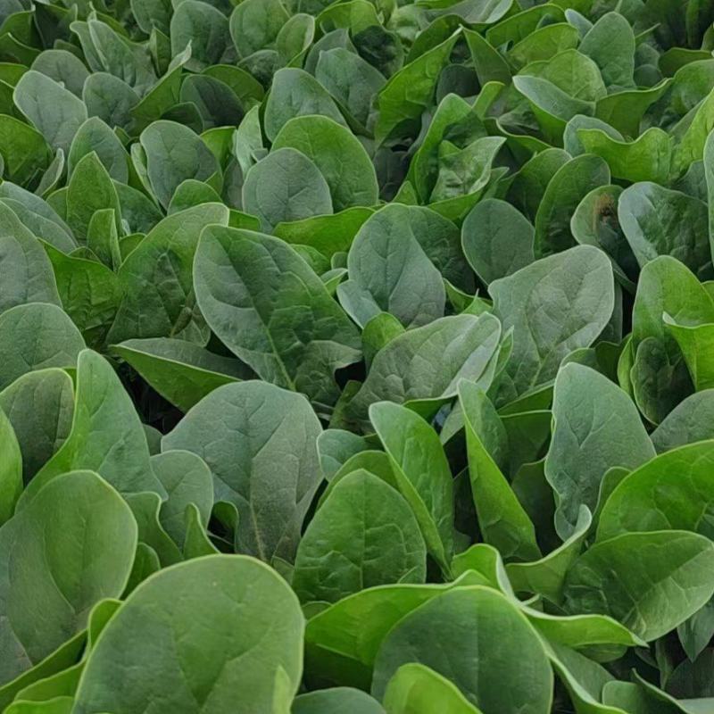 菠菜精品大叶菠菜内蒙产地直发大量上市中现摘现发