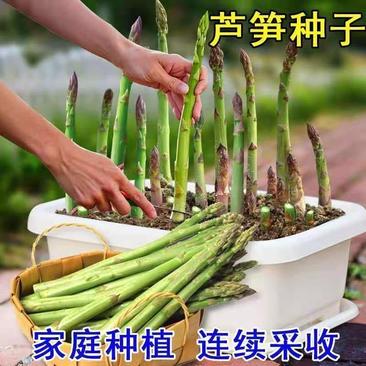 四季播种蔬菜芦笋种子全国包邮免运费