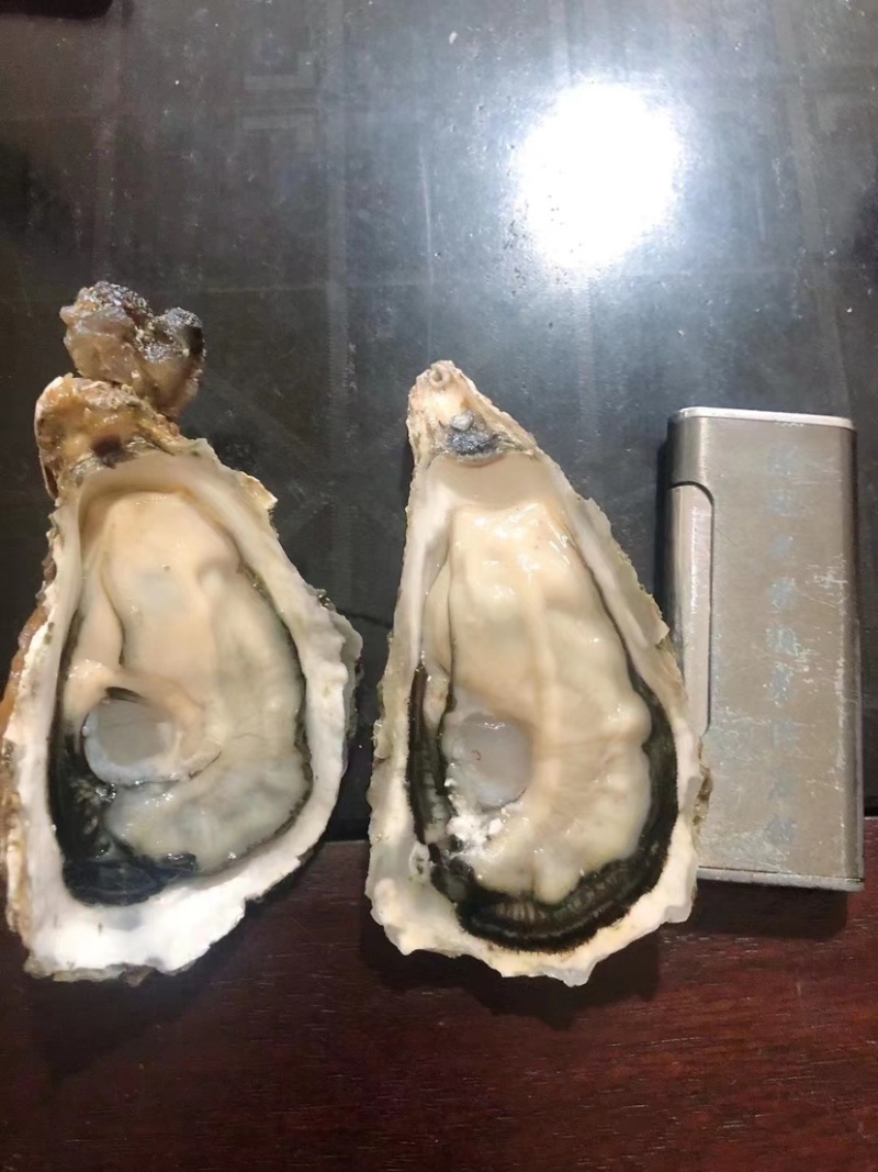 福建生蚝源头大量供应货源充足烧烤专用牡蛎产地直发