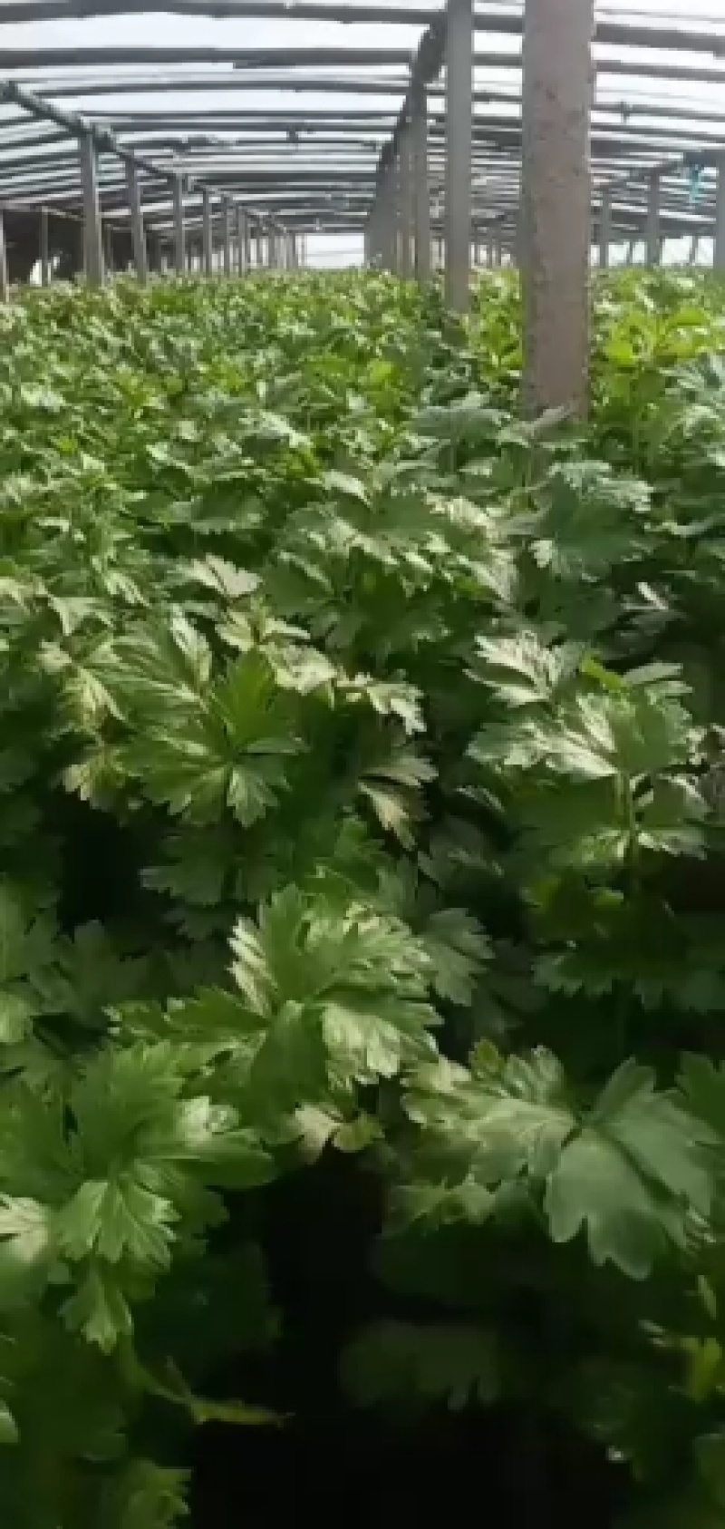 香莱