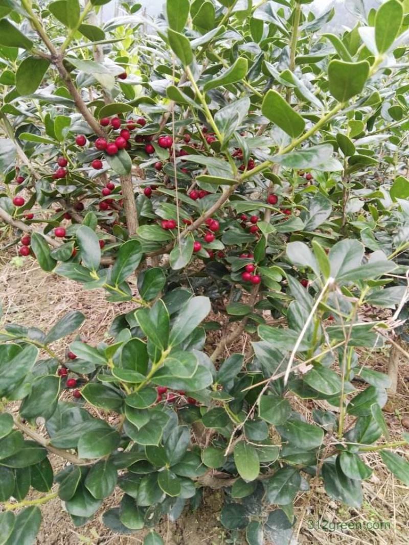 有刺构骨种子无刺枸骨种籽又名猫儿刺老虎刺常绿灌木