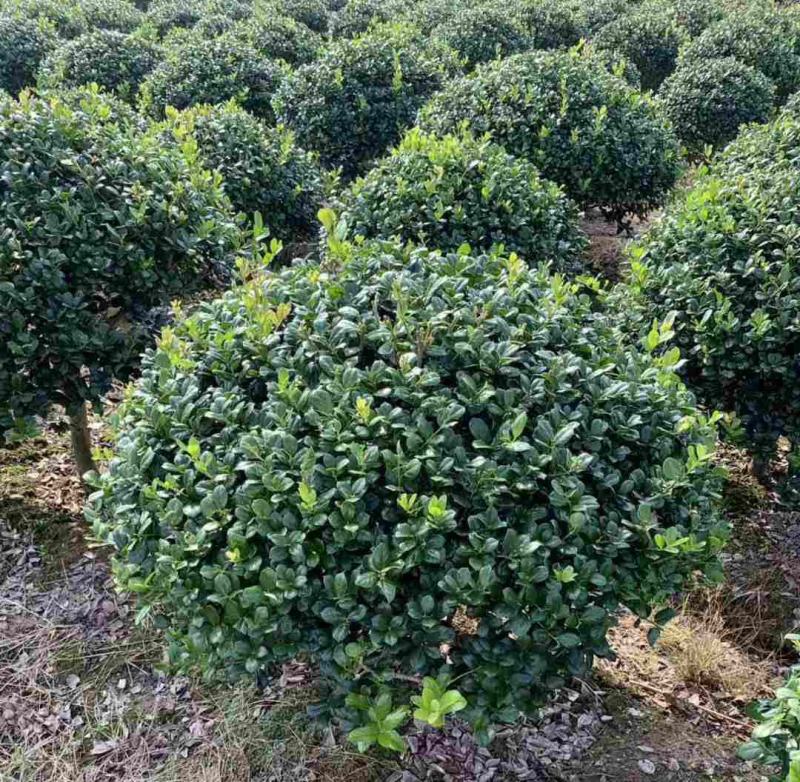 有刺构骨种子无刺枸骨种籽又名猫儿刺老虎刺常绿灌木