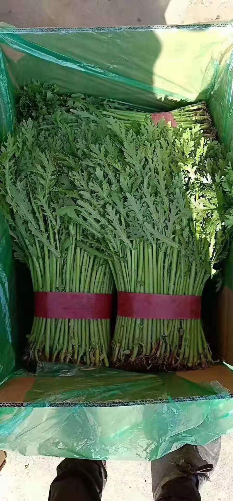 茼蒿