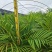 散尾葵大型精品绿植基地直销当天下单当天发货