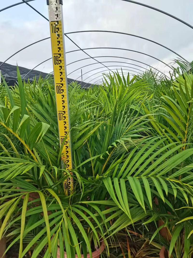 散尾葵大型精品绿植基地直销当天下单当天发货