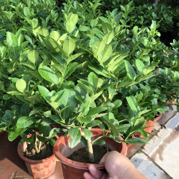 柠檬树苗盆栽带果柠檬苗绿植室内阳台庭院植物四季开花
