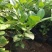 柠檬树苗盆栽带果柠檬苗绿植室内阳台庭院植物四季开花