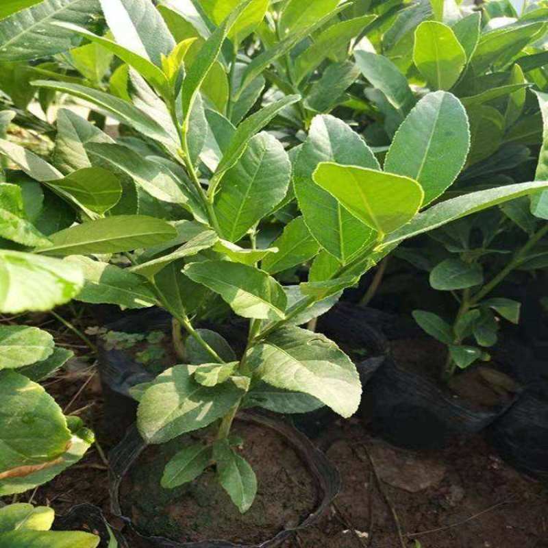 柠檬树苗盆栽带果柠檬苗绿植室内阳台庭院植物四季开花