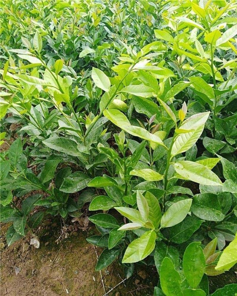 柠檬树苗盆栽带果柠檬苗绿植室内阳台庭院植物四季开花