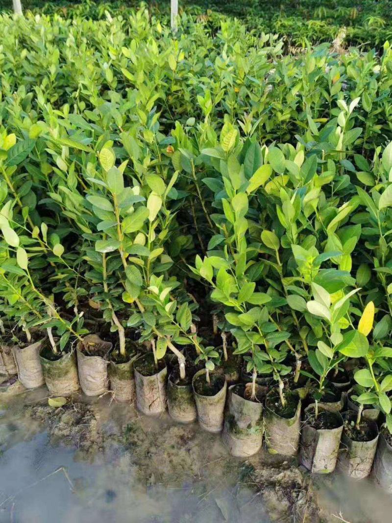 柠檬树苗盆栽带果柠檬苗绿植室内阳台庭院植物四季开花