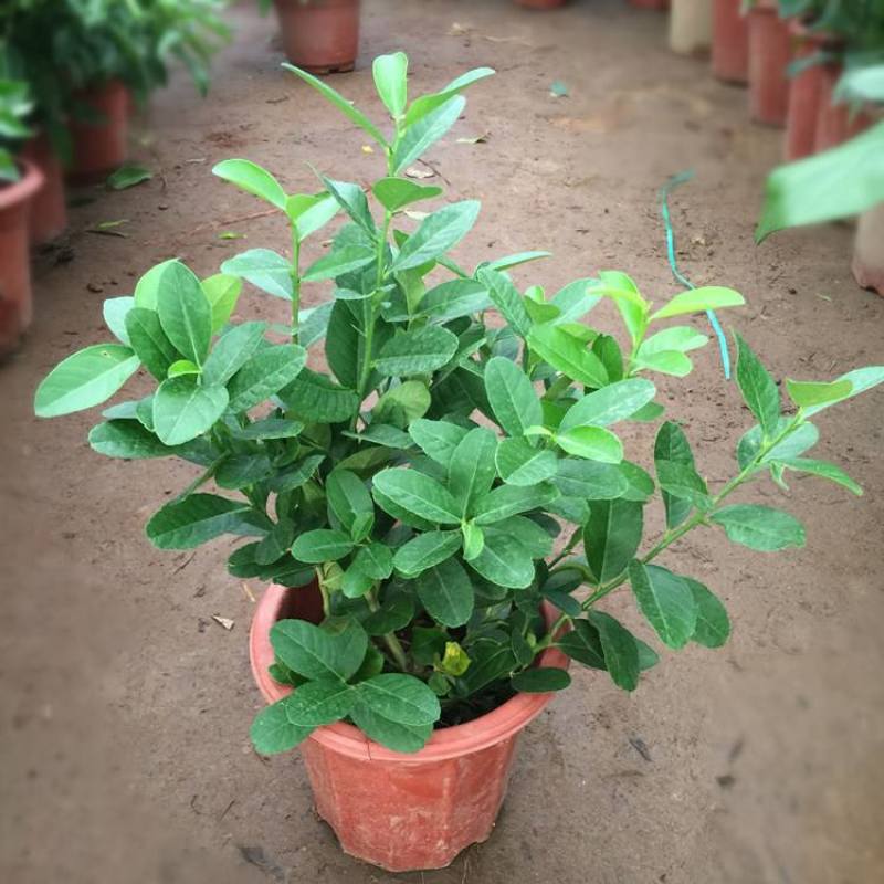 柠檬树苗盆栽带果柠檬苗绿植室内阳台庭院植物四季开花