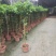 柠檬树苗盆栽带果柠檬苗绿植室内阳台庭院植物四季开花