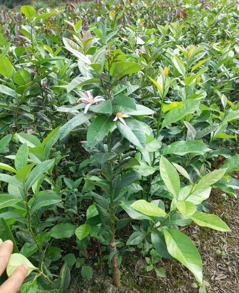 柠檬树苗盆栽带果柠檬苗绿植室内阳台庭院植物四季开花