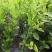 柠檬树苗盆栽带果柠檬苗绿植室内阳台庭院植物四季开花