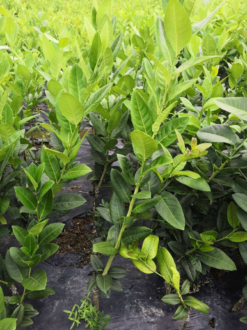 柠檬树苗盆栽带果柠檬苗绿植室内阳台庭院植物四季开花