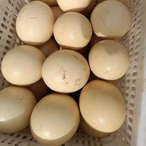 新鲜的鸵鸟蛋食用蛋