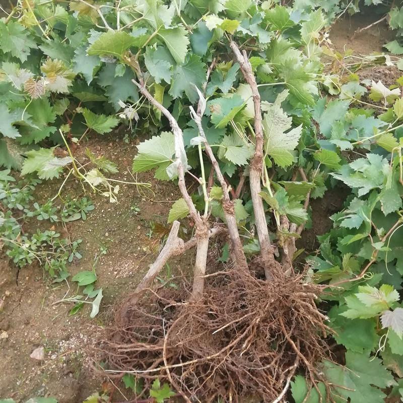 葡萄树苗盆栽带盆带土蓝宝石南北方种植抗寒当年结果葡萄带盆