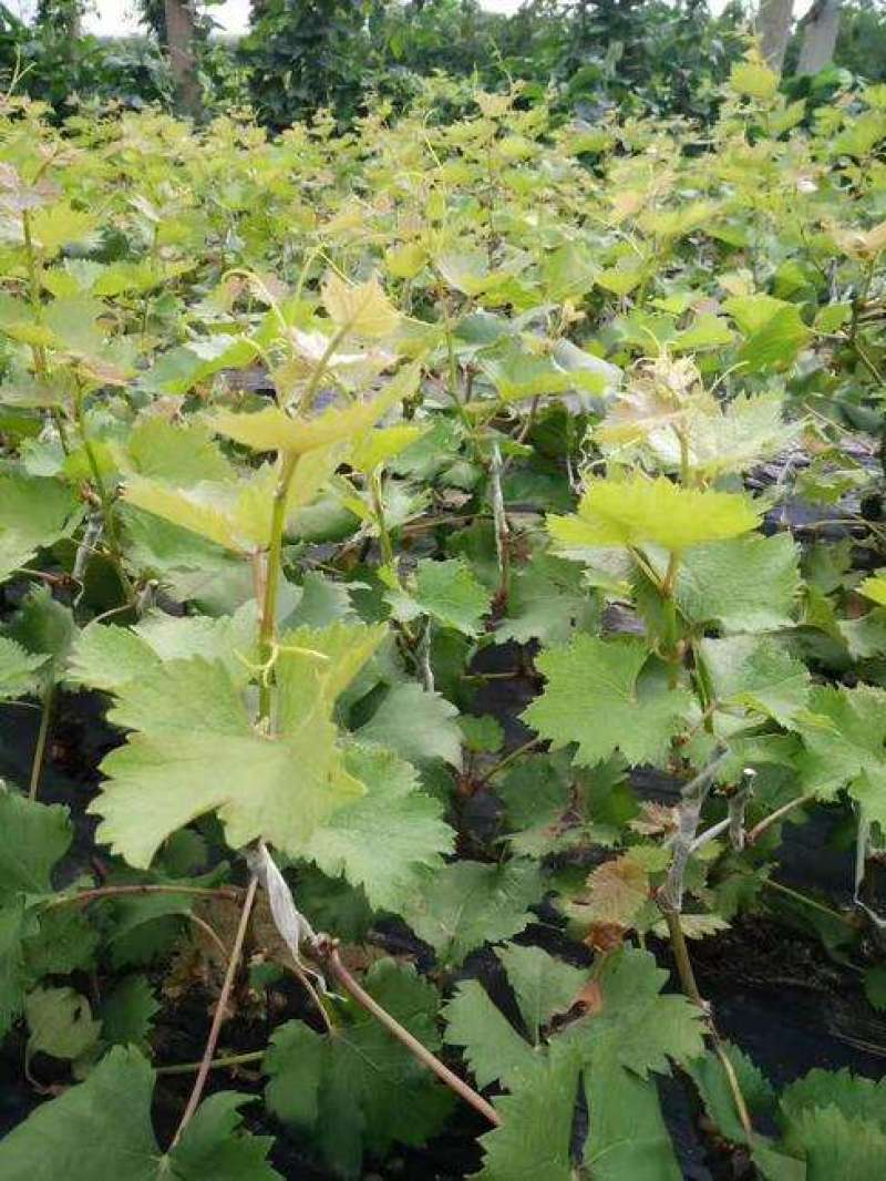 葡萄树苗盆栽带盆带土蓝宝石南北方种植抗寒当年结果葡萄带盆