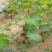 葡萄树苗盆栽带盆带土蓝宝石南北方种植抗寒当年结果葡萄带盆