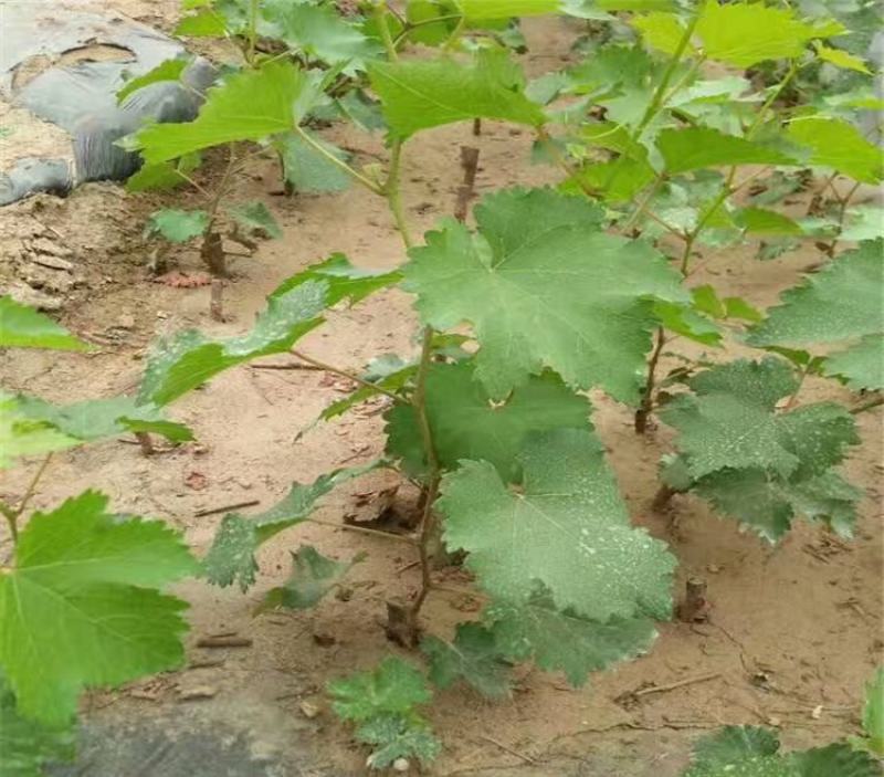 葡萄树苗盆栽带盆带土蓝宝石南北方种植抗寒当年结果葡萄带盆