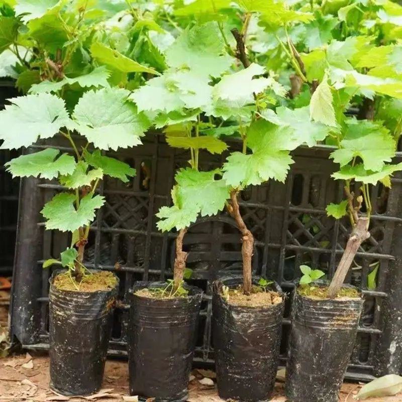 葡萄树苗盆栽带盆带土蓝宝石南北方种植抗寒当年结果葡萄带盆