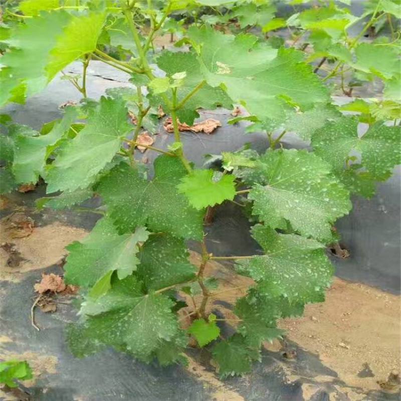 葡萄树苗盆栽带盆带土蓝宝石南北方种植抗寒当年结果葡萄带盆
