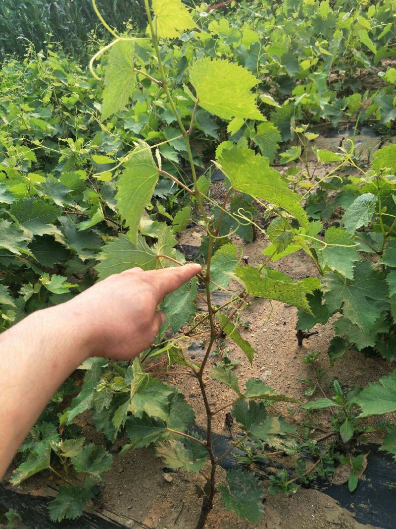 葡萄树苗盆栽带盆带土蓝宝石南北方种植抗寒当年结果葡萄带盆
