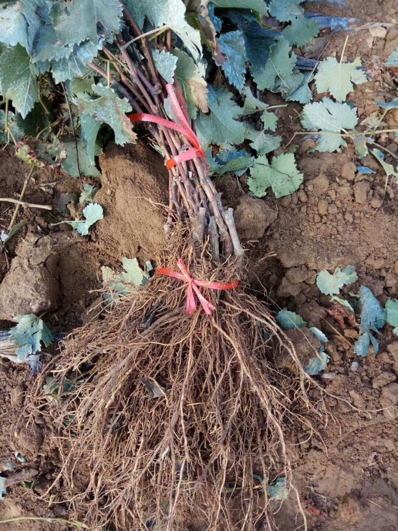 葡萄树苗盆栽带盆带土蓝宝石南北方种植抗寒当年结果葡萄带盆