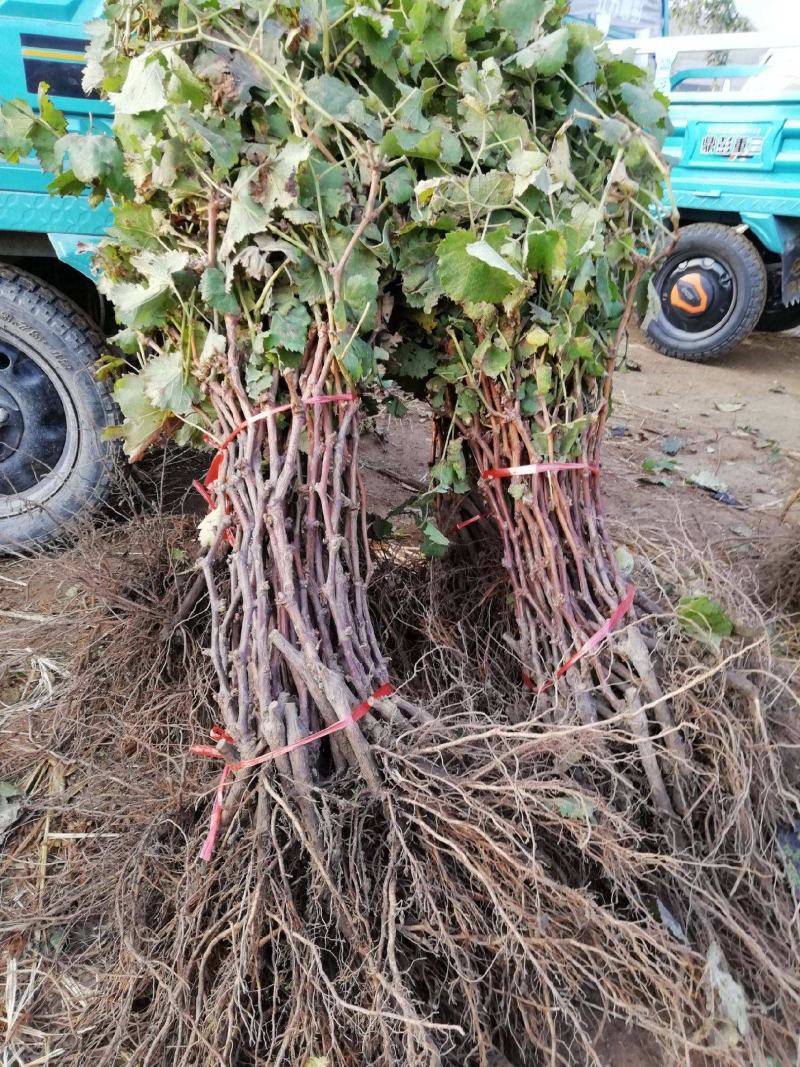 葡萄树苗盆栽带盆带土蓝宝石南北方种植抗寒当年结果葡萄带盆